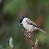 Willow Tit